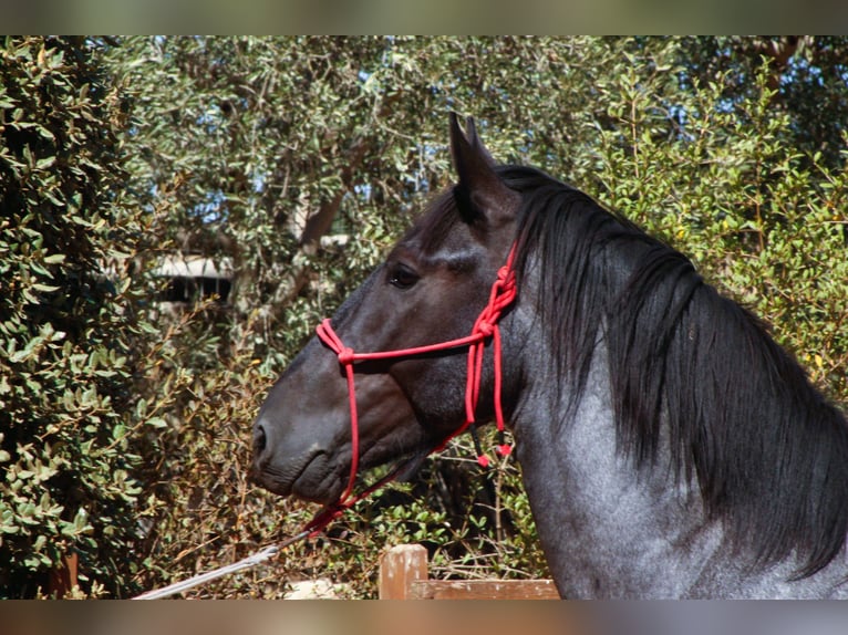 Murgese Stallone 2 Anni 160 cm Roano blu in Martina Franca