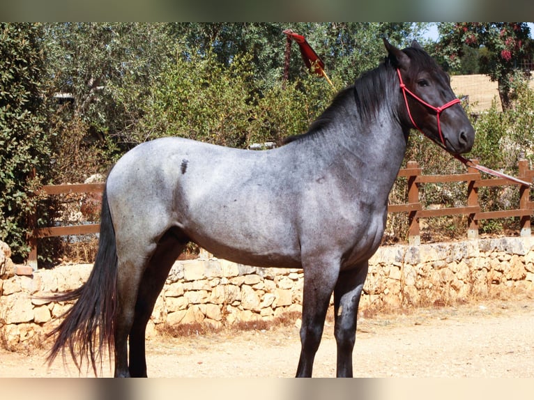 Murgese Stallone 2 Anni 160 cm Roano blu in Martina Franca