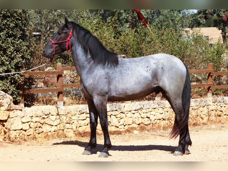 Murgese Stallone 2 Anni 160 cm Roano blu in Martina Franca