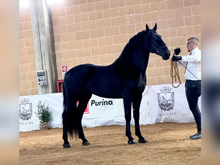 Murgese Stallone 2 Anni 161 cm Morello in Martina Franca