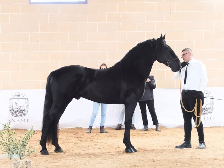 Murgese Stallone 2 Anni 161 cm Morello in Martina Franca