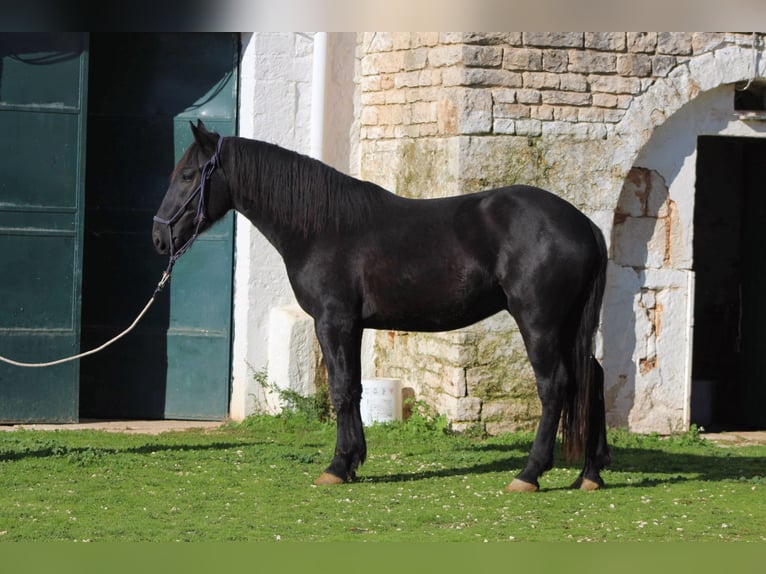 Murgese Stallone 2 Anni 161 cm Morello in Martina Franca