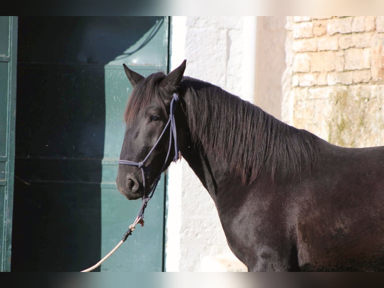 Murgese Stallone 2 Anni 161 cm Morello in Martina Franca