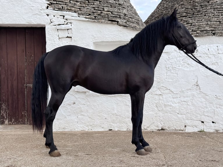 Murgese Stallone 2 Anni 163 cm Morello in Martina Franca