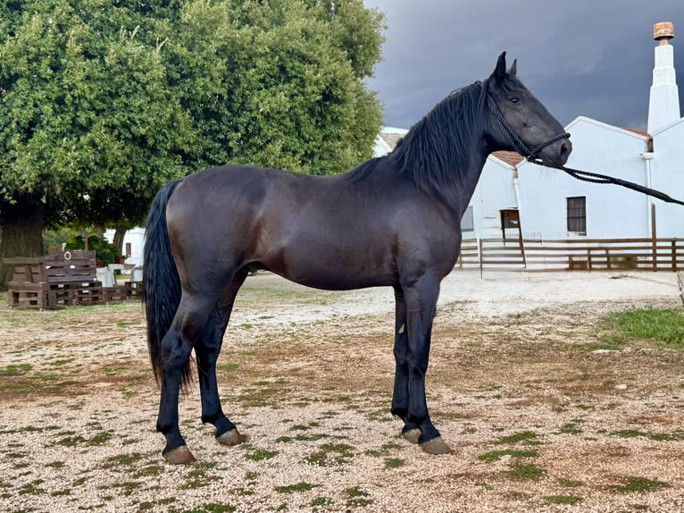 Murgese Stallone 2 Anni 163 cm Morello in Martina Franca