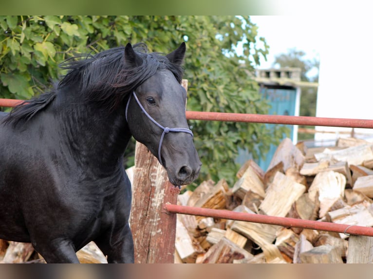 Murgese Stallone 2 Anni 165 cm Morello in Martina Franca