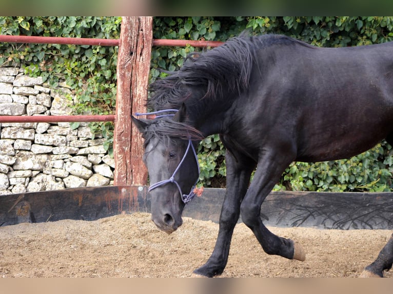 Murgese Stallone 2 Anni 165 cm Morello in Martina Franca