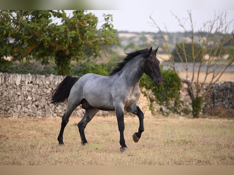 Murgese Stallone 2 Anni Roano blu in Noci
