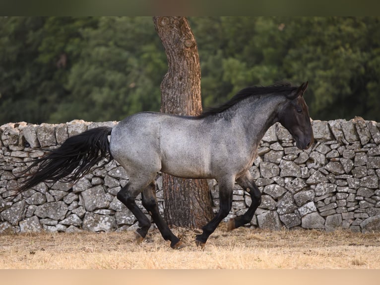 Murgese Stallone 2 Anni Roano blu in Noci