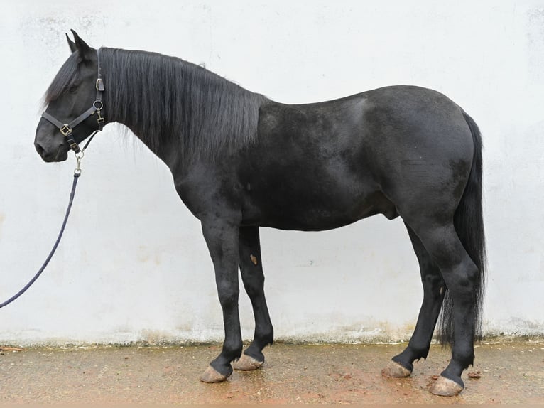 Murgese Stallone 3 Anni 155 cm Morello in Martina Franca Murgese Stallone 3 Anni 155 cm Morello in Martina Franca