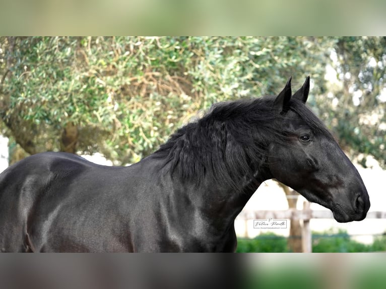 Murgese Stallone 3 Anni 155 cm Morello in Martina Franca