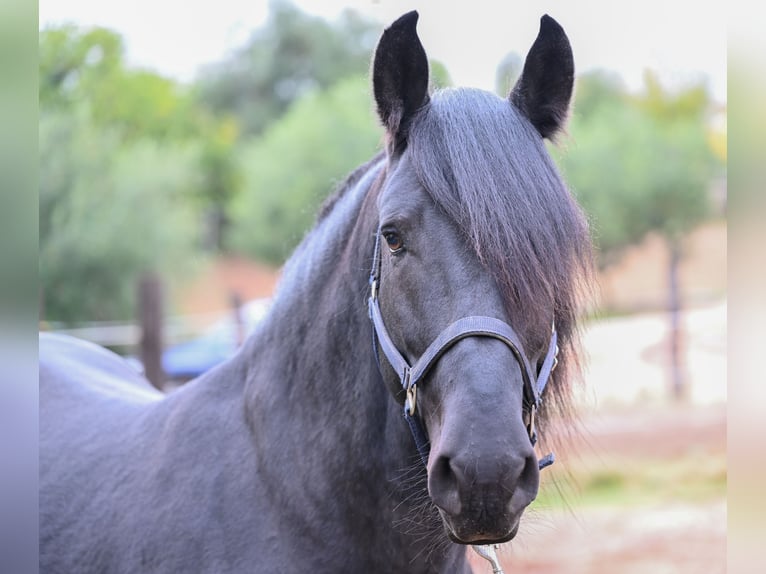 Murgese Stallone 3 Anni 155 cm Morello in Martina Franca