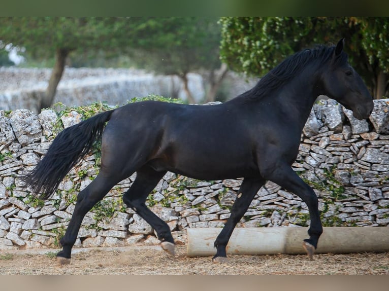 Murgese Stallone 3 Anni 156 cm Morello in Noci
