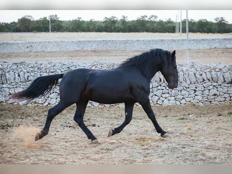 Murgese Stallone 3 Anni 156 cm Morello in Noci