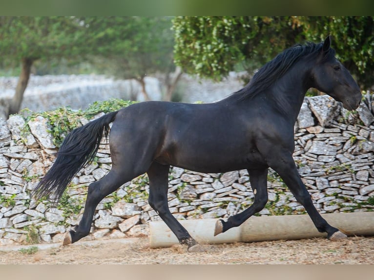 Murgese Stallone 3 Anni 156 cm Morello in Noci