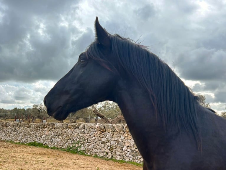 Murgese Stallone 3 Anni 158 cm Morello in Martina Franca