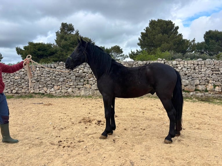 Murgese Stallone 3 Anni 158 cm Morello in Martina Franca