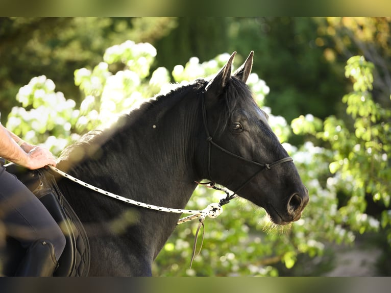 Murgese Stallone 3 Anni 158 cm Morello in Alberobello