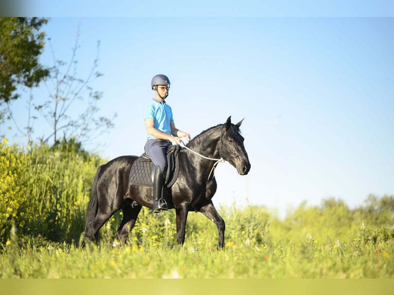 Murgese Stallone 3 Anni 158 cm Morello in Alberobello