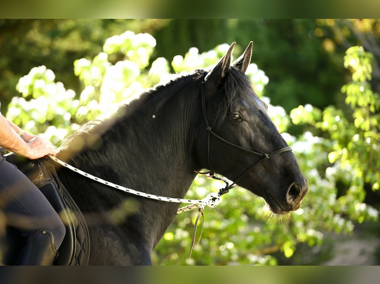 Murgese Stallone 3 Anni 158 cm Morello in Alberobello