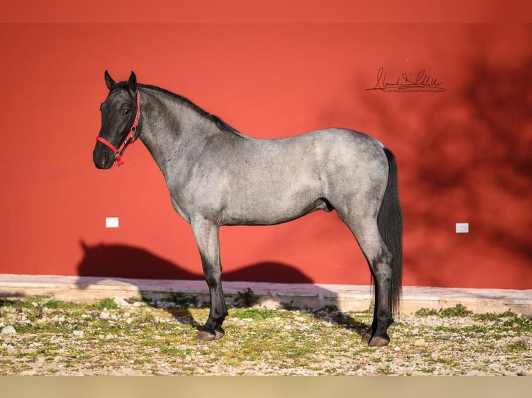 Murgese Stallone 3 Anni 158 cm Roano blu in Martina Franca