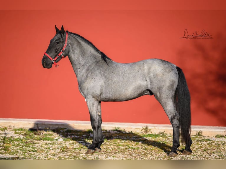 Murgese Stallone 3 Anni 158 cm Roano blu in Martina Franca