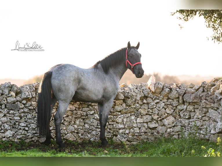 Murgese Stallone 3 Anni 158 cm Roano blu in Martina Franca