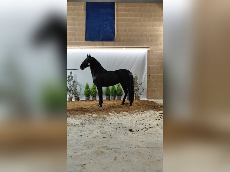 Murgese Stallone 3 Anni 159 cm Morello in Melendugno