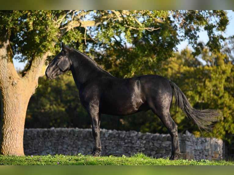 Murgese Stallone 3 Anni 160 cm Morello in Noci