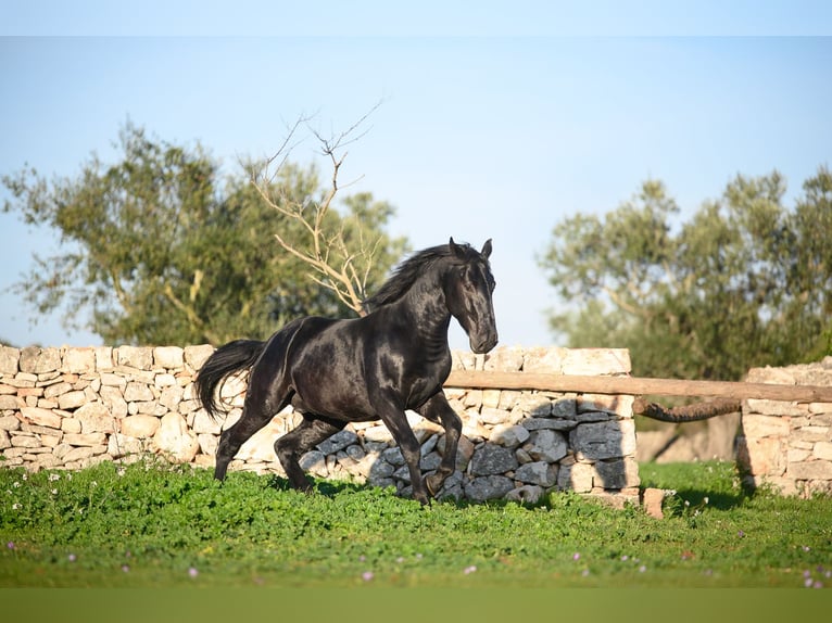 Murgese Stallone 3 Anni 160 cm Morello in Noci