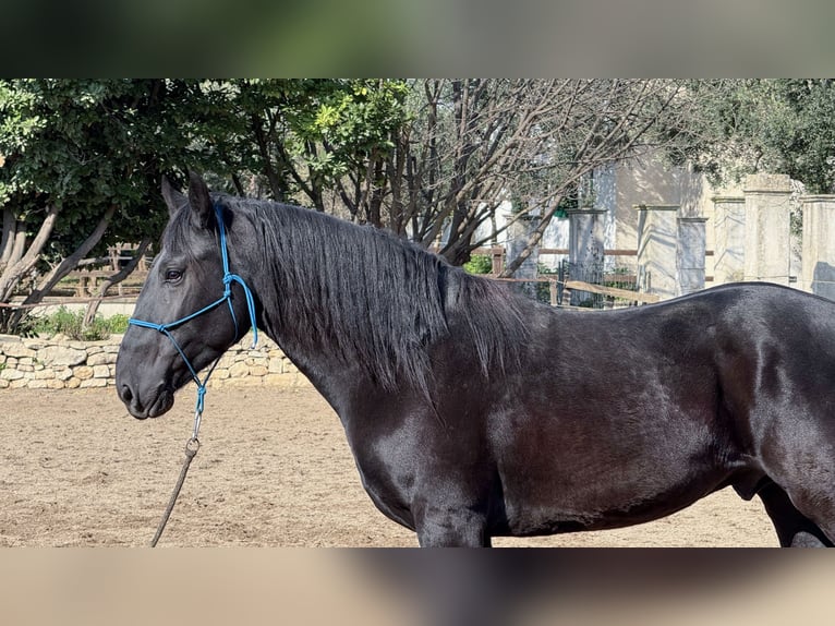 Murgese Stallone 3 Anni 160 cm Morello in Martina Franca