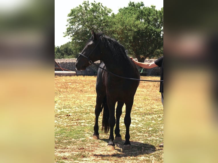 Murgese Stallone 3 Anni 163 cm Morello in Martina Franca