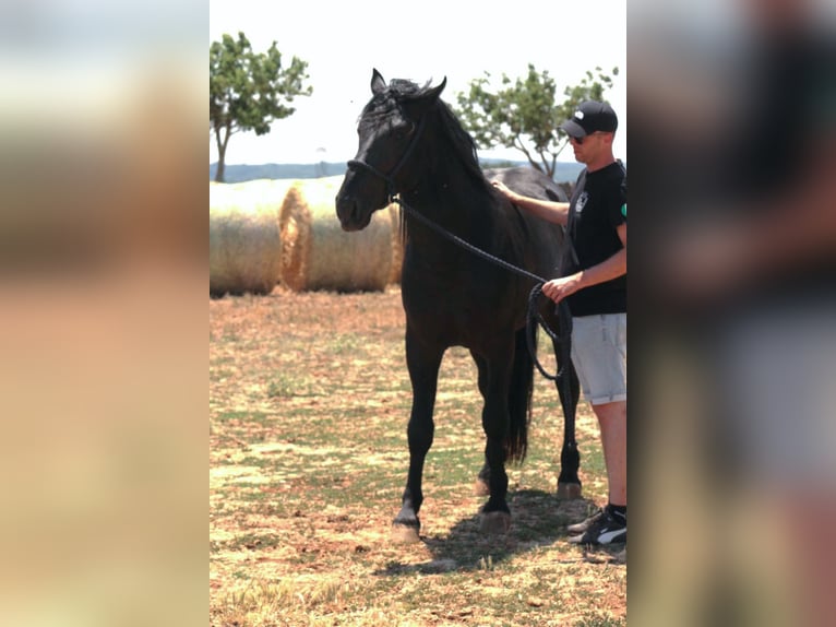 Murgese Stallone 3 Anni 163 cm Morello in Martina Franca