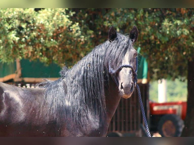 Murgese Stallone 3 Anni 163 cm Morello in Martina Franca