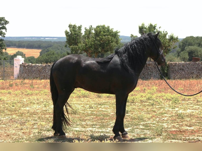 Murgese Stallone 3 Anni 163 cm Morello in Martina Franca