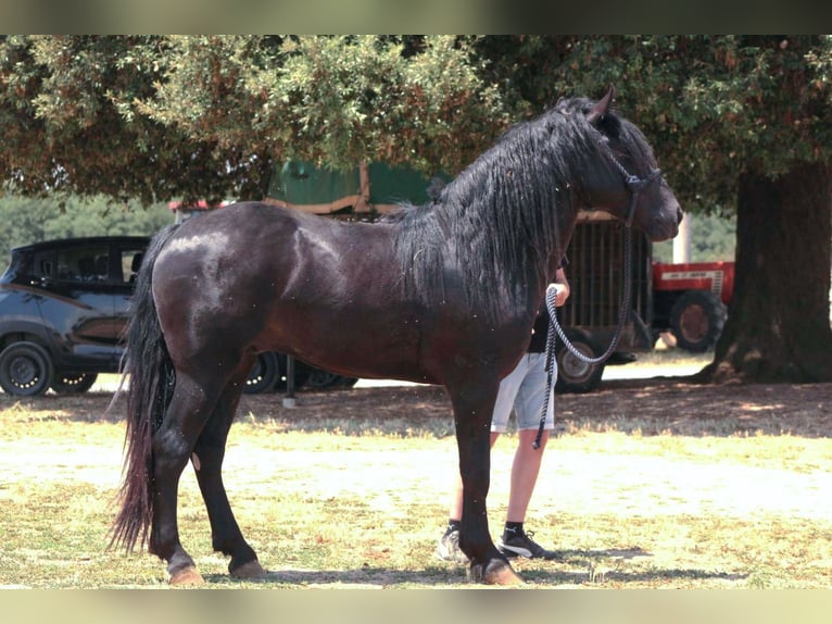Murgese Stallone 3 Anni 163 cm Morello in Martina Franca