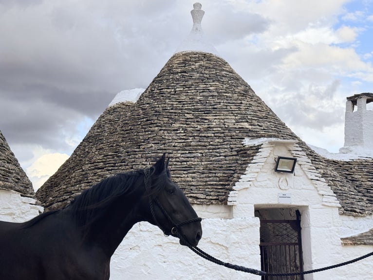Murgese Stallone 3 Anni 163 cm Morello in Martina Franca