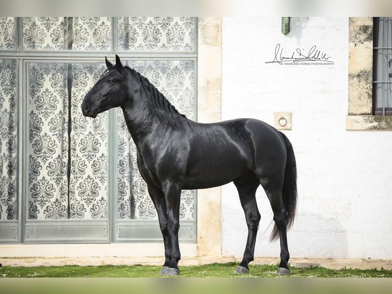 Murgese Stallone 3 Anni 163 cm Morello in Noci