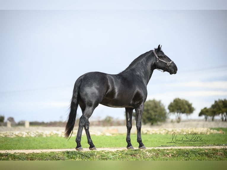 Murgese Stallone 3 Anni 163 cm Morello in Noci