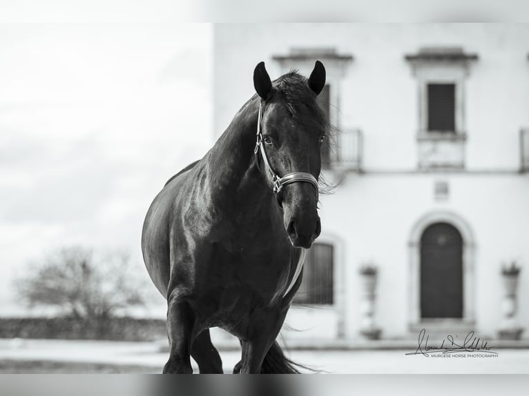 Murgese Stallone 3 Anni 163 cm Morello in Noci