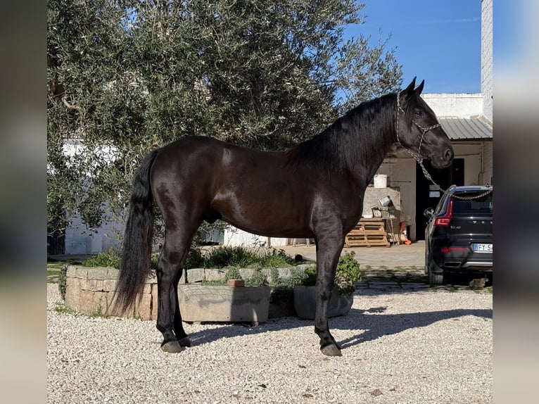Murgese Stallone 3 Anni 164 cm Morello in Martina Franca