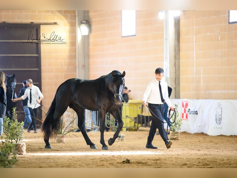 Murgese Stallone 3 Anni 165 cm Morello in Martina Franca