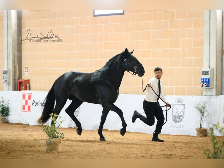 Murgese Stallone 3 Anni 165 cm Morello in Martina Franca