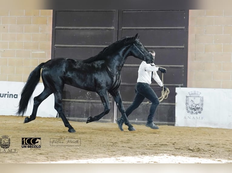 Murgese Stallone 3 Anni 165 cm Morello in San Paolo