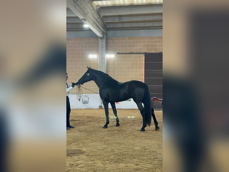Murgese Stallone 3 Anni 165 cm Morello in San Paolo