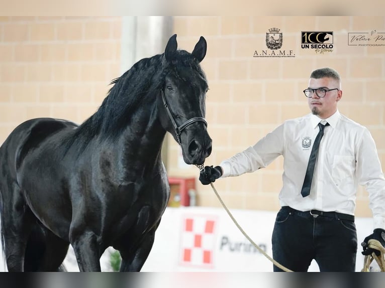 Murgese Stallone 3 Anni 165 cm Morello in San Paolo