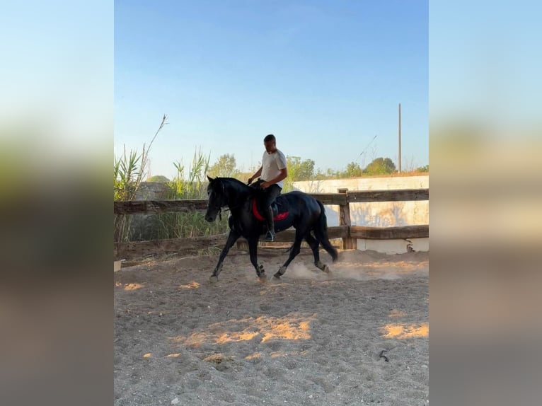 Murgese Stallone 3 Anni 165 cm Morello in San Paolo