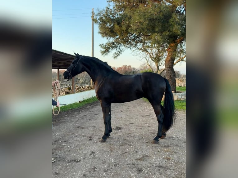 Murgese Stallone 3 Anni 165 cm Morello in San Paolo
