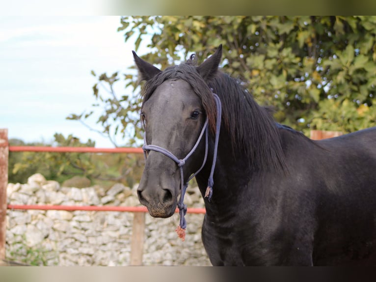 Murgese Stallone 3 Anni 165 cm Morello in Martina Franca