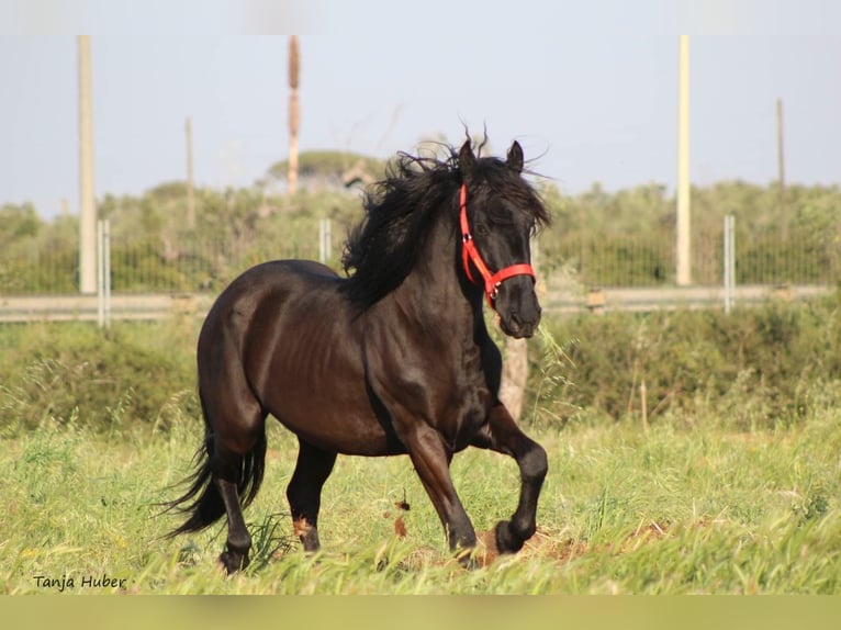 Murgese Stallone 3 Anni 165 cm Morello in Nardo